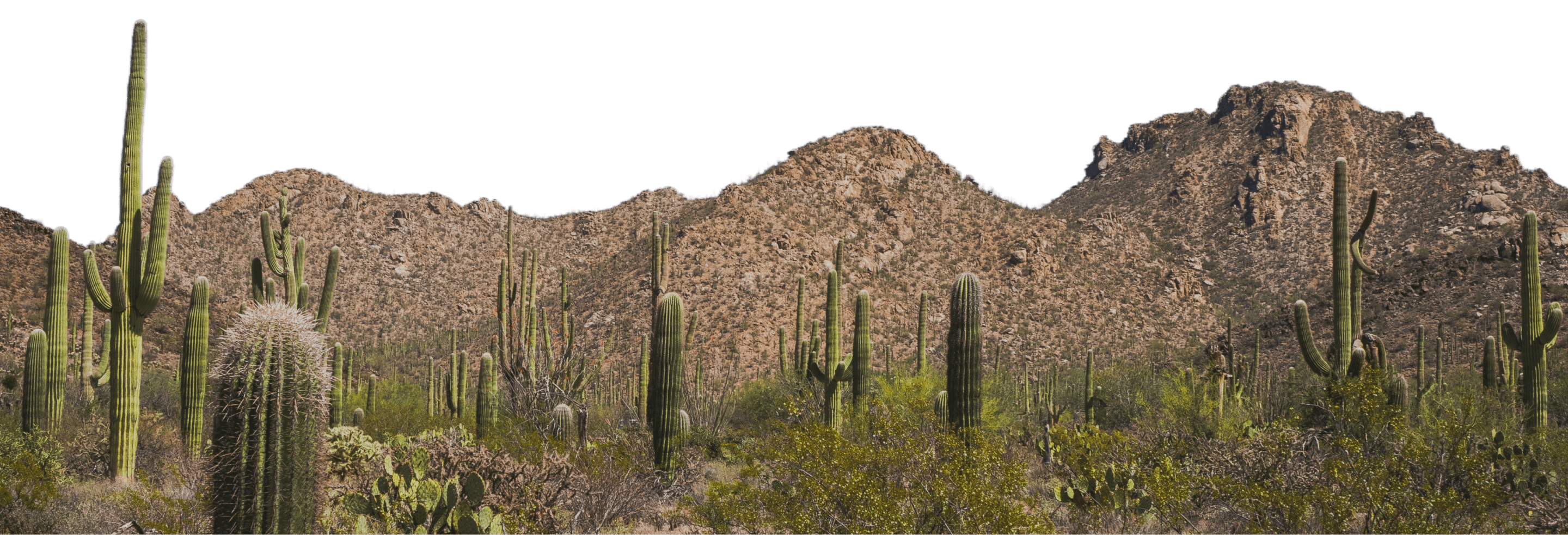 Saguaro cactus in front of the Arizona mountains